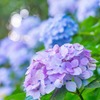 大鐘家の紫陽花（７）