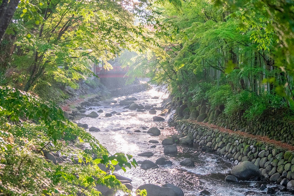 新緑の修善寺（２）
