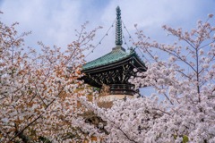京都の春（29）