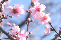 春が来た（６）