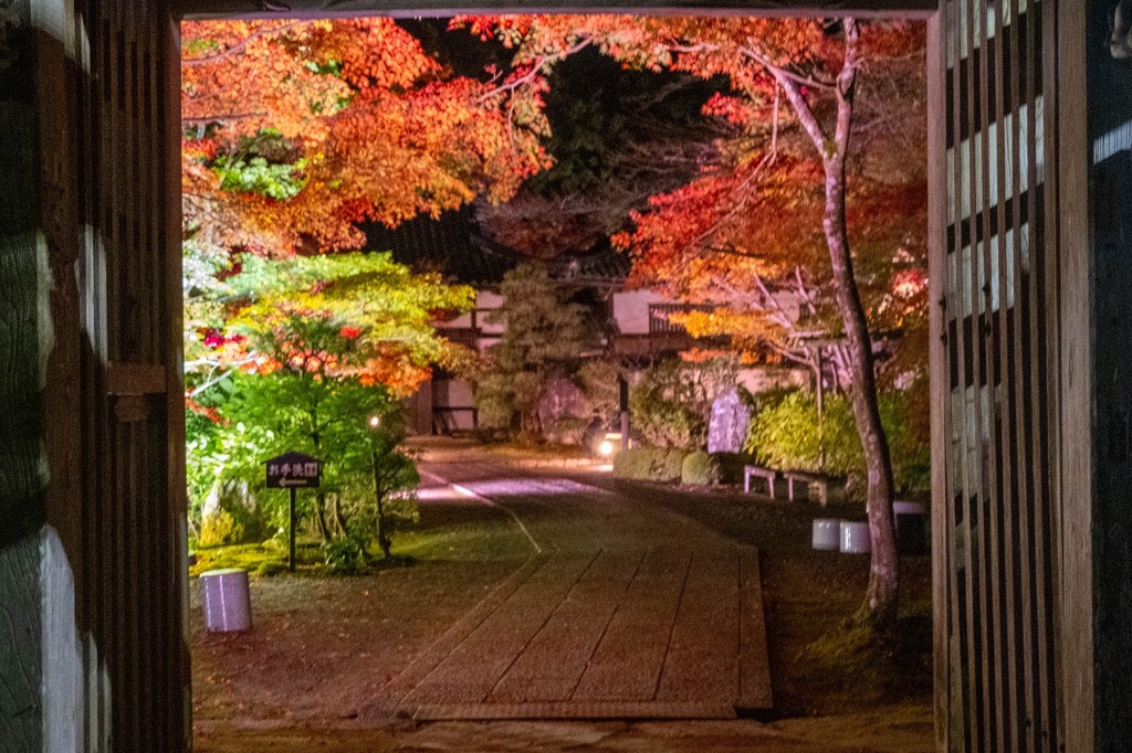 夜の紅葉（12）