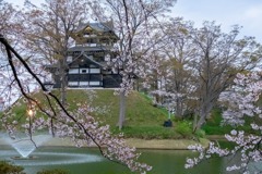 高田城と桜（13）