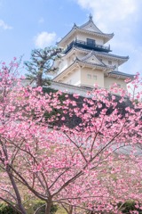 掛川城の春（８）