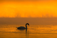 霧に煙る山中湖（３）