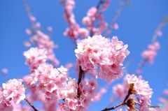 河津桜２