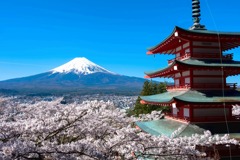 忠霊塔の桜１