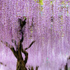 蓮華寺池（５）