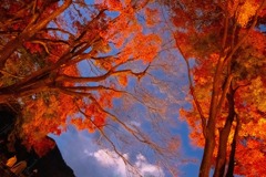 紅葉の回廊（２）