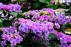 加茂荘花鳥園（17）