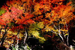 山中湖紅葉祭り３