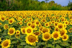 夏の終わりに（１）