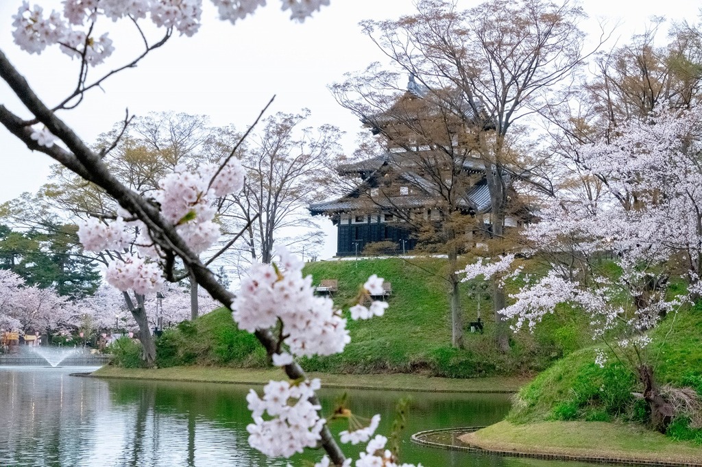 高田城と桜（６）