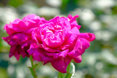 島田バラの丘公園（６）