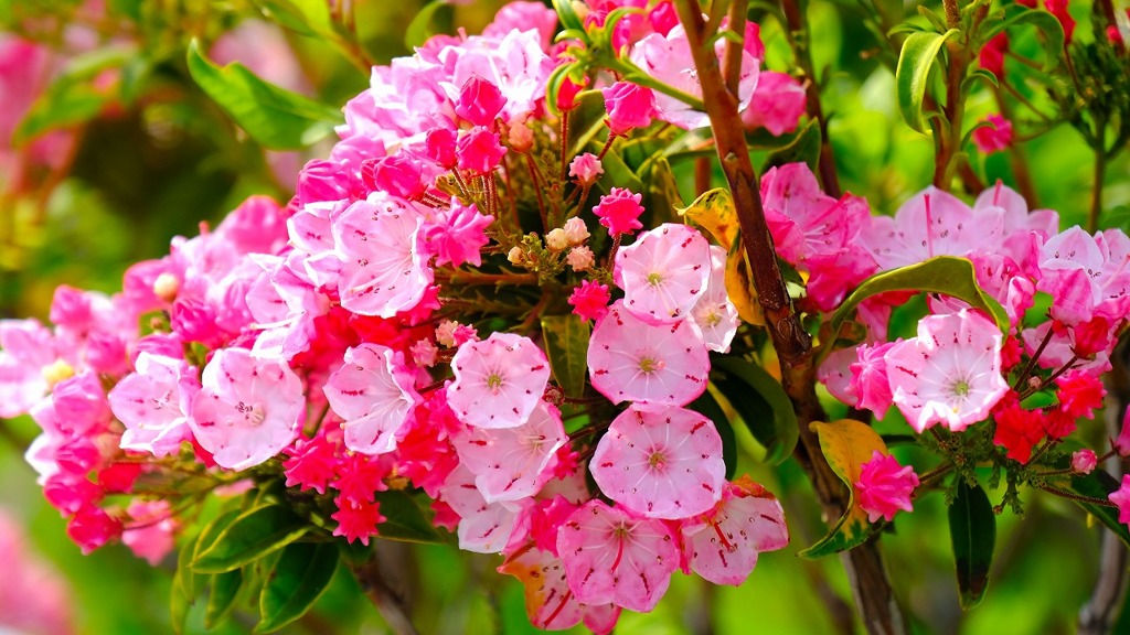 島田バラの丘公園（18）