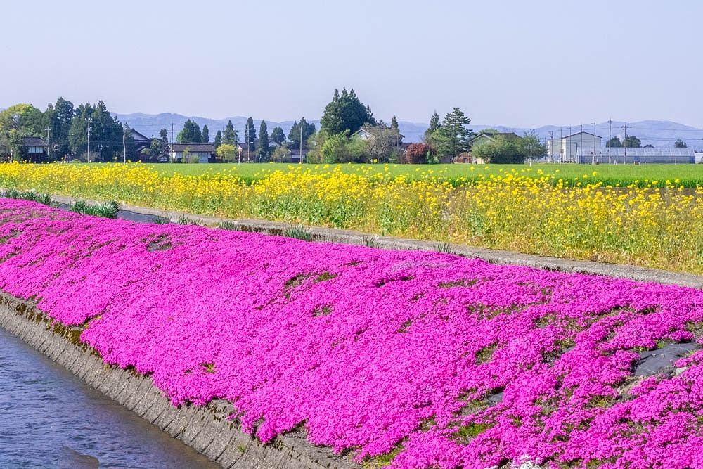 新屋敷芝桜