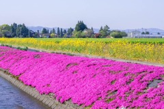 新屋敷芝桜