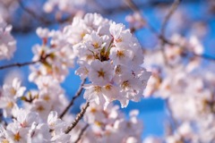 上田の春（16）