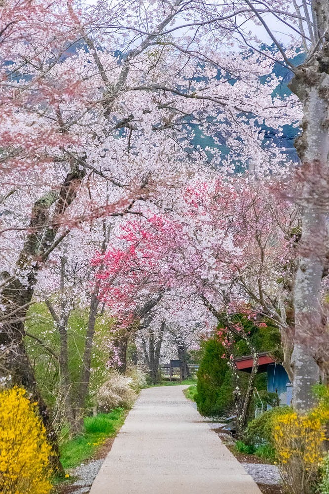忍野八海の桜（４）