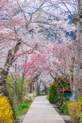 忍野八海の桜（４）