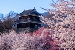 上田の春（１）