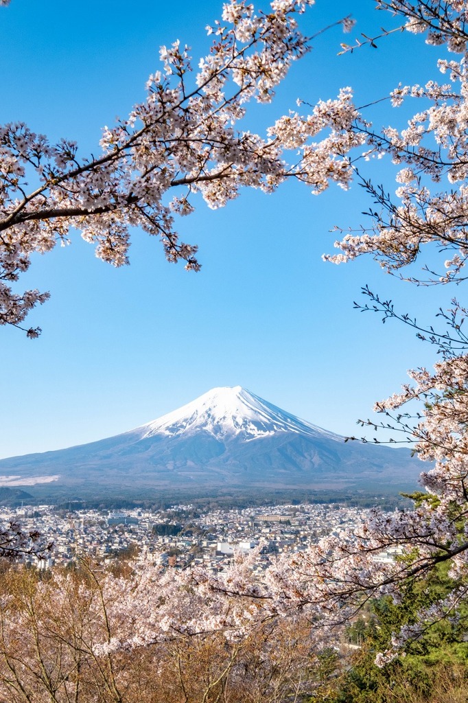 春の新倉山（３）