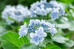 紫陽花（６）