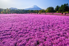 富士山芝桜まつり（２）