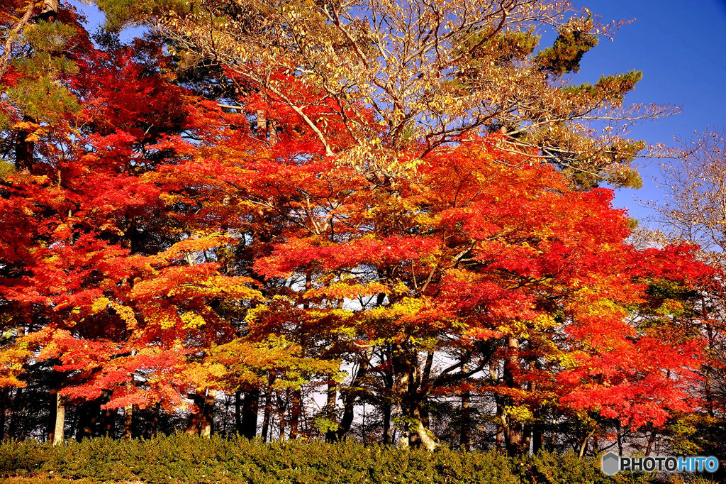山中湖の紅葉４