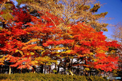 山中湖の紅葉４