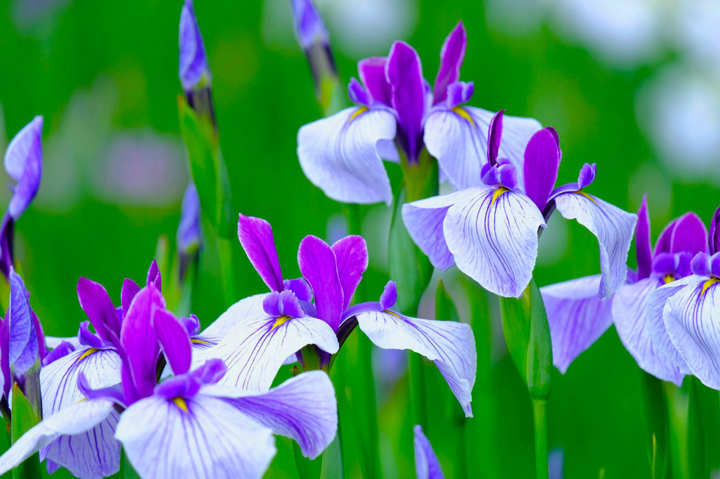 加茂荘花鳥園（６）