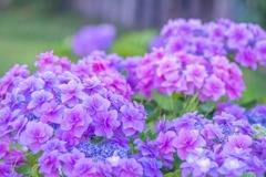 大鐘家の紫陽花（10）