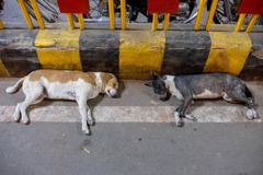 インド（６）