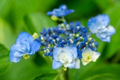 紫陽花（４）