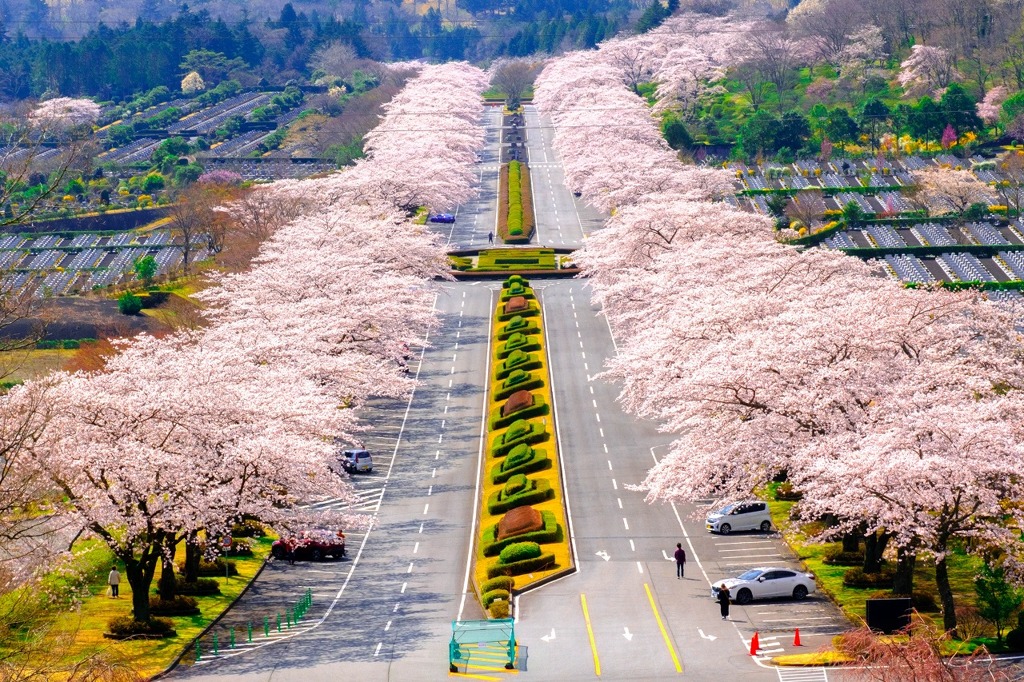 富士霊園（１）