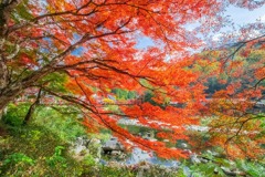 香嵐渓（11）