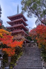 12月の高知（13）