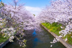 小川の桜（１）