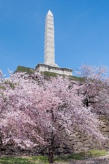 舞鶴城の桜（６）