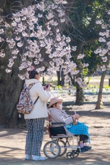 春の駿府城公園（４）