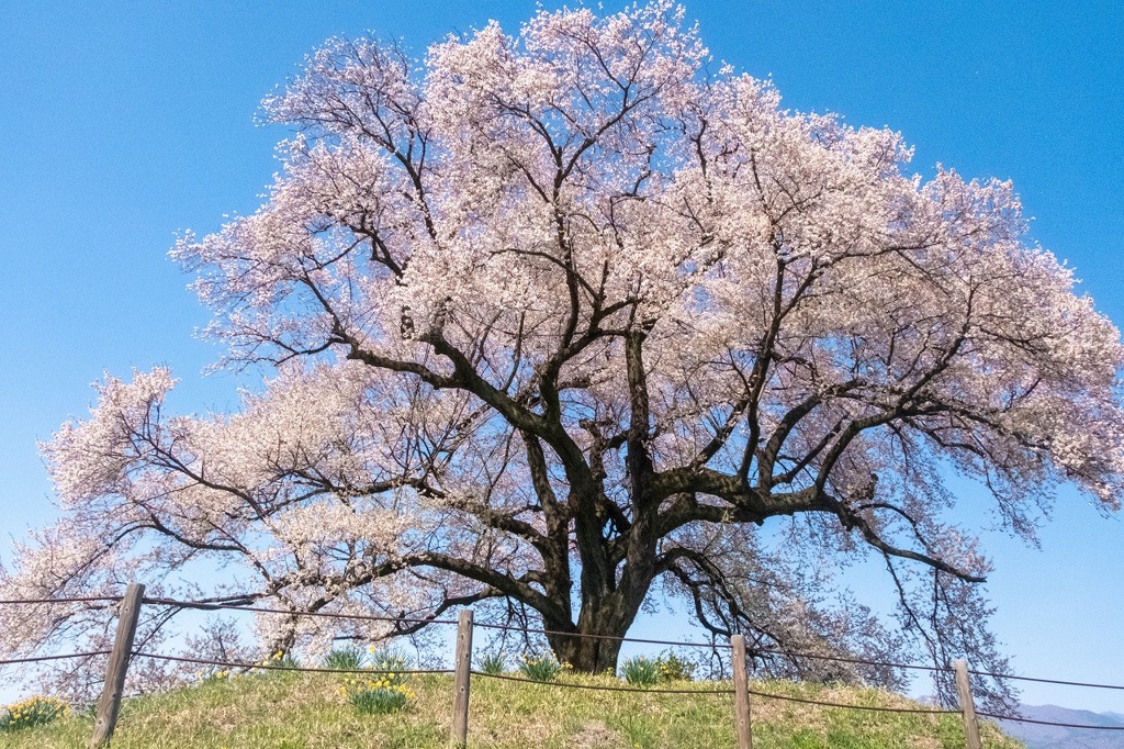 ワニ塚の桜（３）