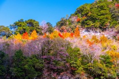 12月の高知（35）