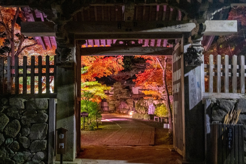 夜の紅葉（14）