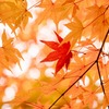 もみじ湖の紅葉（５）