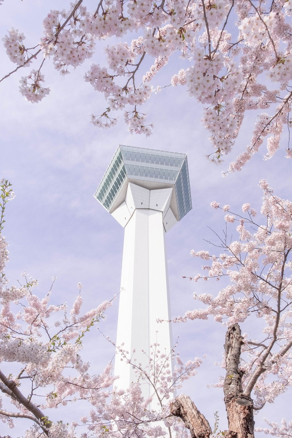 五稜郭の桜（３）