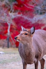 12月の奈良（20）