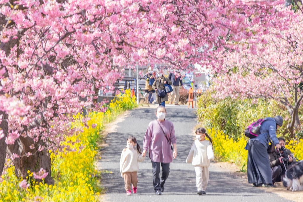 南伊豆桜まつり（６）