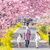 南伊豆桜まつり（６）