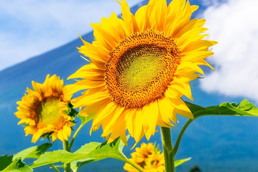 夏と富士山（３）