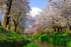 忍野の春（１）