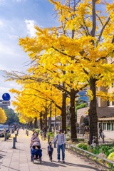 秋の日本大通り（２）